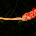 Renealmia pluriplicata Flower