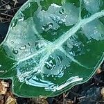 Alocasia longiloba Blatt