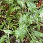 Myosotis arvensis Feuille