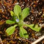 Myosotis ramosissima Plante entière