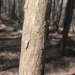 Vaccinium arboreum Bark