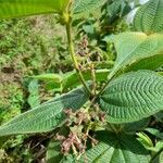 Miconia crenata Folla