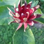 Calycanthus occidentalis Blomst