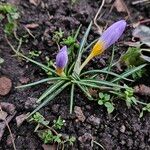 Crocus tommasinianusHabit