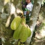 Averrhoa bilimbi Fruit