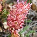 Coris monspeliensis Blomma