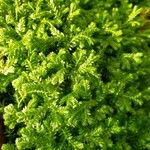 Selaginella stenophylla Лист