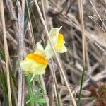 Linaria vulgarisBlüte