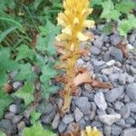 Orobanche flava Flor