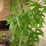 Justicia gendarussa Лист