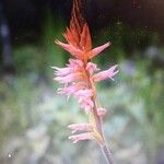 Sacoila lanceolata Flower