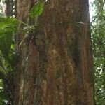 Minquartia guianensis Rusca