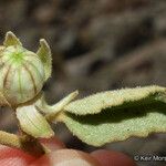 Hibiscus denudatus Плод