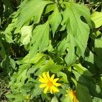 Tithonia diversifolia Φύλλο