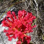 Crassula coccinea Flor