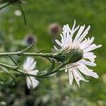 Symphyotrichum lanceolatum Flower