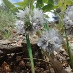 Hydrophyllum capitatum Flower