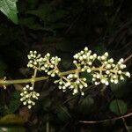 Adelobotrys adscendens Fruit