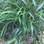 Sorghum halepense Leaf