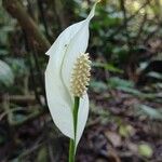 Spathiphyllum friedrichsthalii Λουλούδι