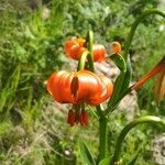 Lilium carniolicum Bloem