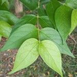 Nyctanthes arbor-tristis পাতা