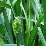 Camassia leichtlinii Flor