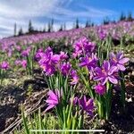 Olsynium douglasii Fiore