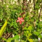 Plumbago indica 花
