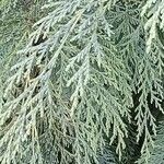 Cupressus cashmeriana Φύλλο