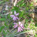 Polygala californica 花