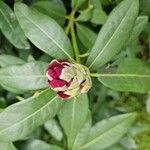 Rhododendron yakushimanum Flors