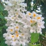 Lantana canescens फूल