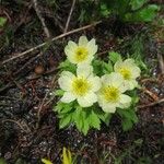 Trollius laxus Kvet