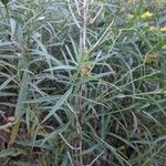 Euthamia graminifolia Feuille