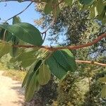 Arbutus menziesii Blatt