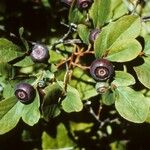 Vaccinium membranaceum Ffrwyth