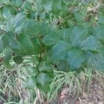 Luma chequen Blatt