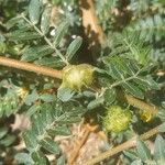 Tribulus terrestris फल