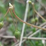 Holosteum umbellatum Õis