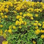 Rhododendron luteum Облик