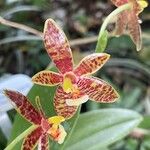 Phalaenopsis cornu-cervi Flor
