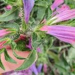 Echium creticum Flower