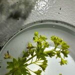 Alchemilla glabra Blomst