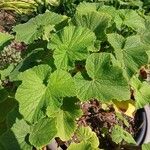 Pelargonium papilionaceum Hostoa