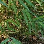 Yushania anceps Foglia