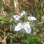 Nigella arvensisKukka