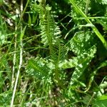 Pedicularis rostratospicata 葉