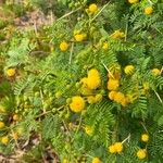 Vachellia karroo Blomst