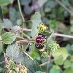 Lantana fucata Fruto